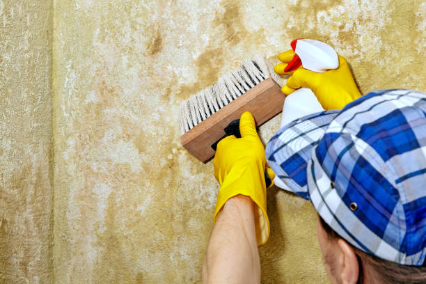 Mold Remediation for Vacation Homes in Point, TX