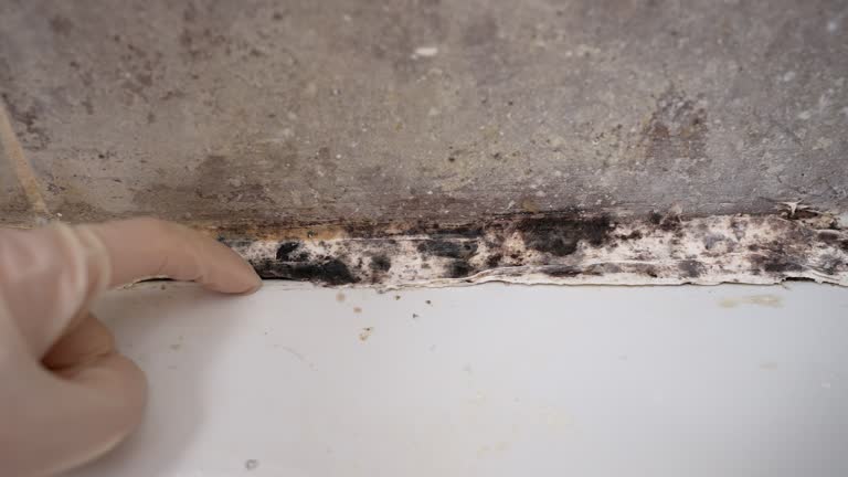 Best Black Mold Removal  in Point, TX